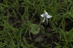 Habenaria grandifloriformis