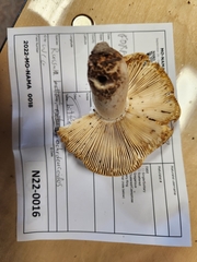 Russula ochroleucoides