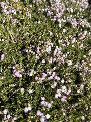 Erica manipuliflora