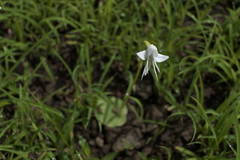 Habenaria grandifloriformis