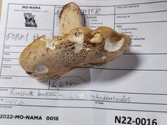 Russula ochroleucoides