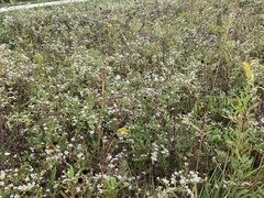Symphyotrichum ontarionis