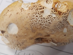 Russula ochroleucoides