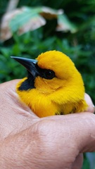 Icterus nigrogularis