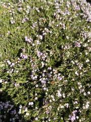Erica manipuliflora
