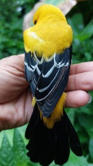 Icterus nigrogularis