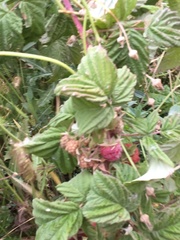 Rubus idaeus