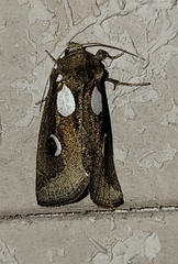 Plagiomimicus olvello