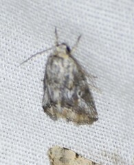 Aleptina junctimacula