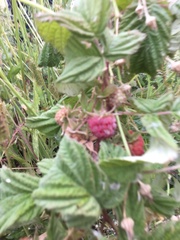 Rubus idaeus