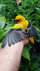 Icterus nigrogularis