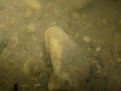 Proterorhinus semilunaris