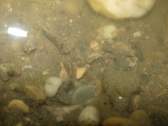 Proterorhinus semilunaris