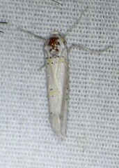 Philtraea paucimacula