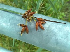 Schoenoplectus lacustris