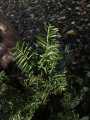 Taxus baccata