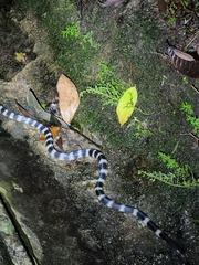 Bungarus multicinctus