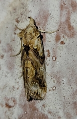 Plusiodonta compressipalpis