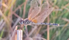 Trithemis pallidinervis
