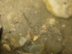 Proterorhinus semilunaris