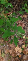Chenopodium album