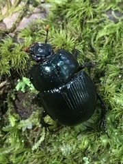 Geotrupes balyi