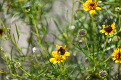 Sidneya tenuifolia