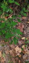 Chenopodium album