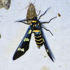 Syntomeida melanthus