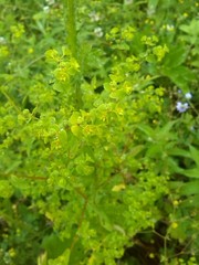 Euphorbia stricta