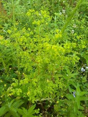 Euphorbia stricta