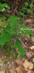Chenopodium album
