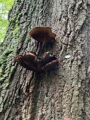 Fistulina hepatica