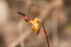 Caleana nigrita