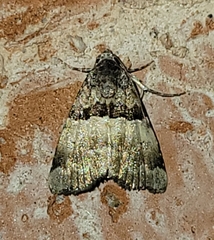 Cobubatha dividua
