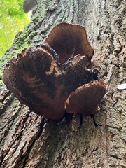 Fistulina hepatica