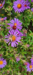 Apis mellifera