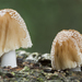 Coprinus micaceus - Photo (c) José Roberto Peruca, some rights reserved (CC BY)