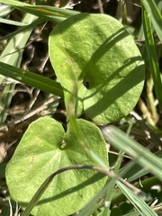 Dichondra carolinensis