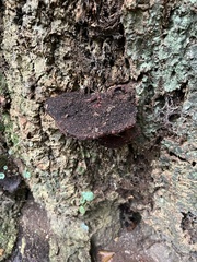 Fistulina hepatica