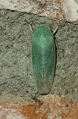 Hamana