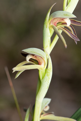 Lyperanthus serratus