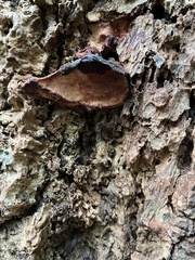 Fistulina hepatica