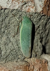 Hamana