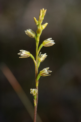 Prasophyllum cyphochilum