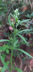 Erigeron