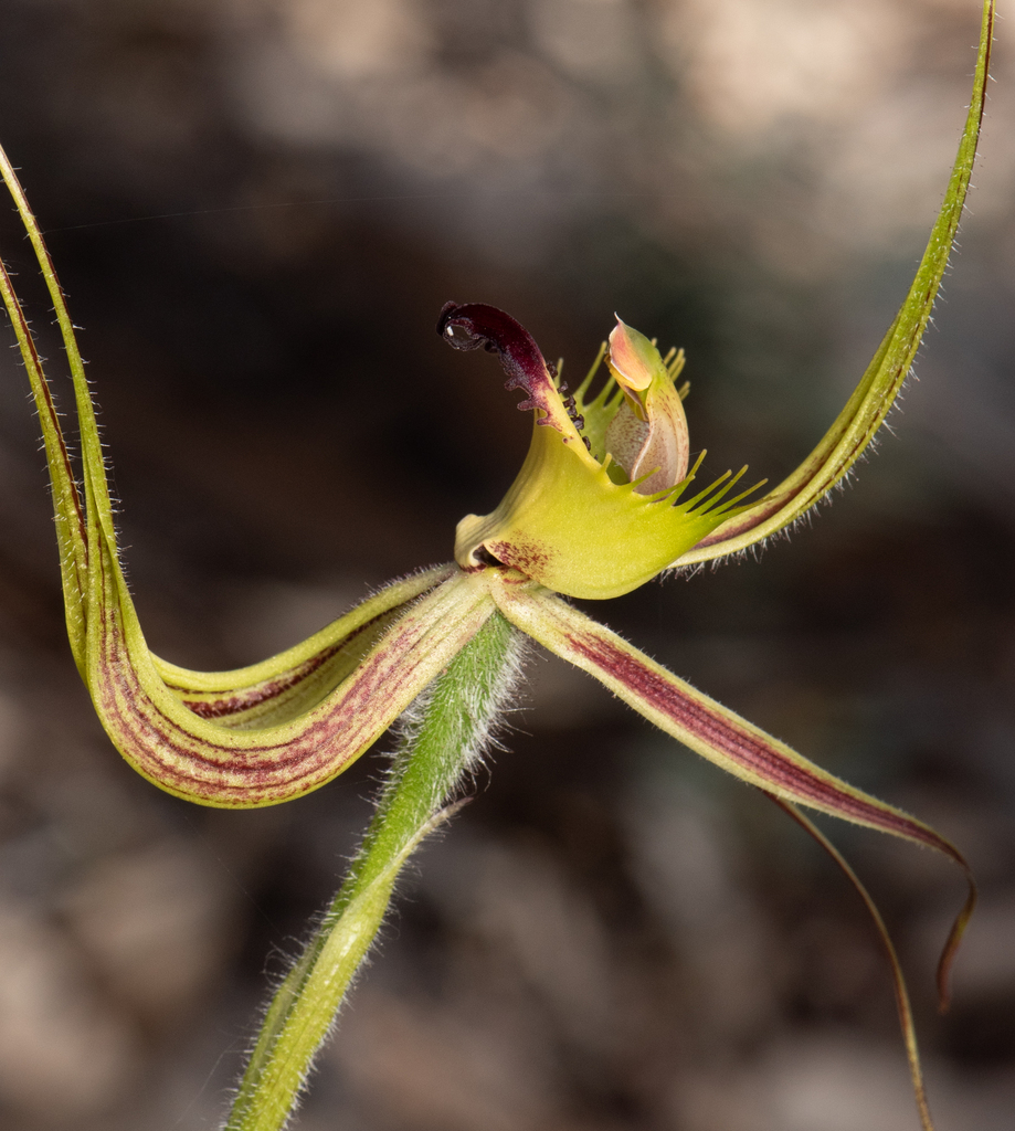 fringed mantis orchid