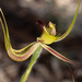 Caladenia falcata - Photo 由 Garin Taylor 所上傳的 (c) Garin Taylor，保留部份權利CC BY-NC