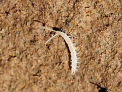 Symphyla