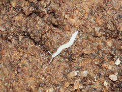 Symphyla